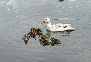 Ducklings with Mum.