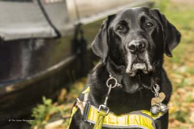 Guide Dog Oakley bows out.